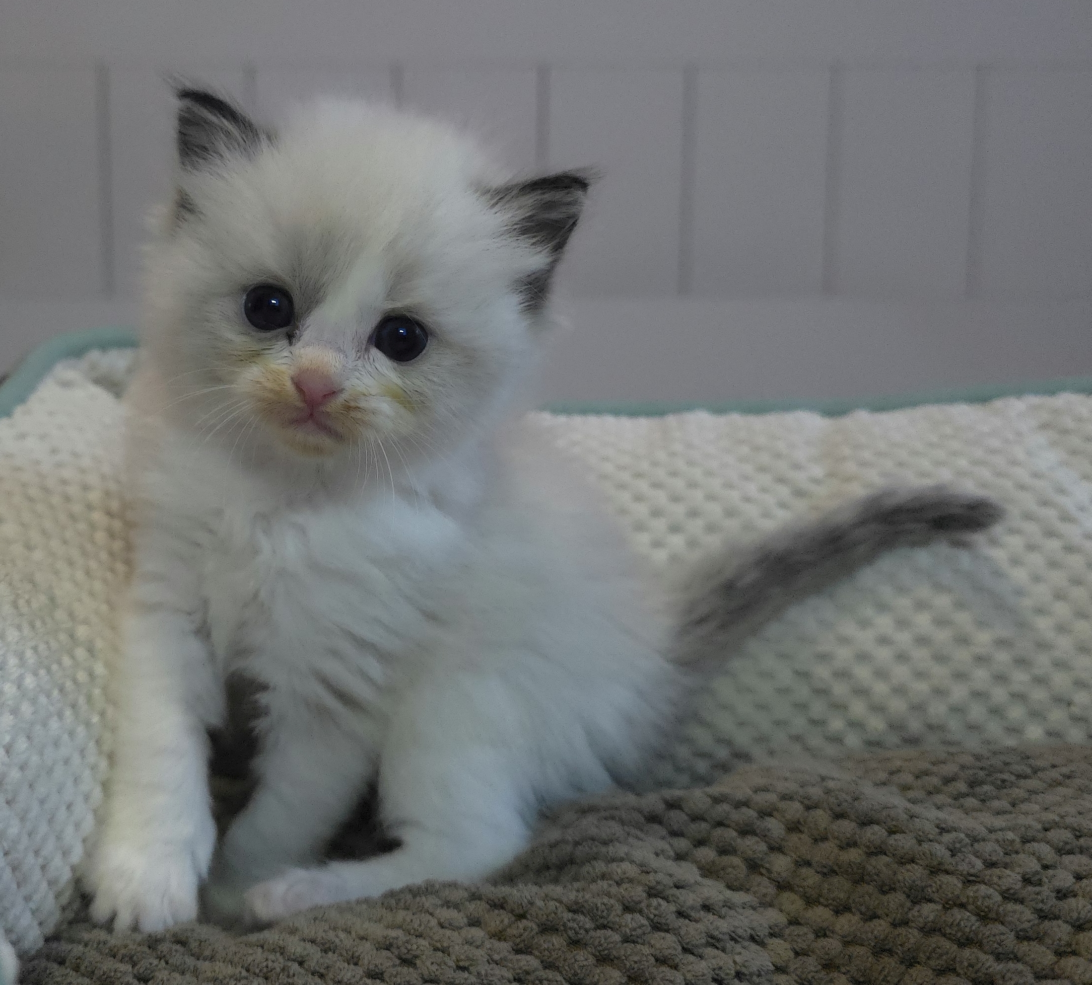 images/AvailableKittens/Shelly website.jpg